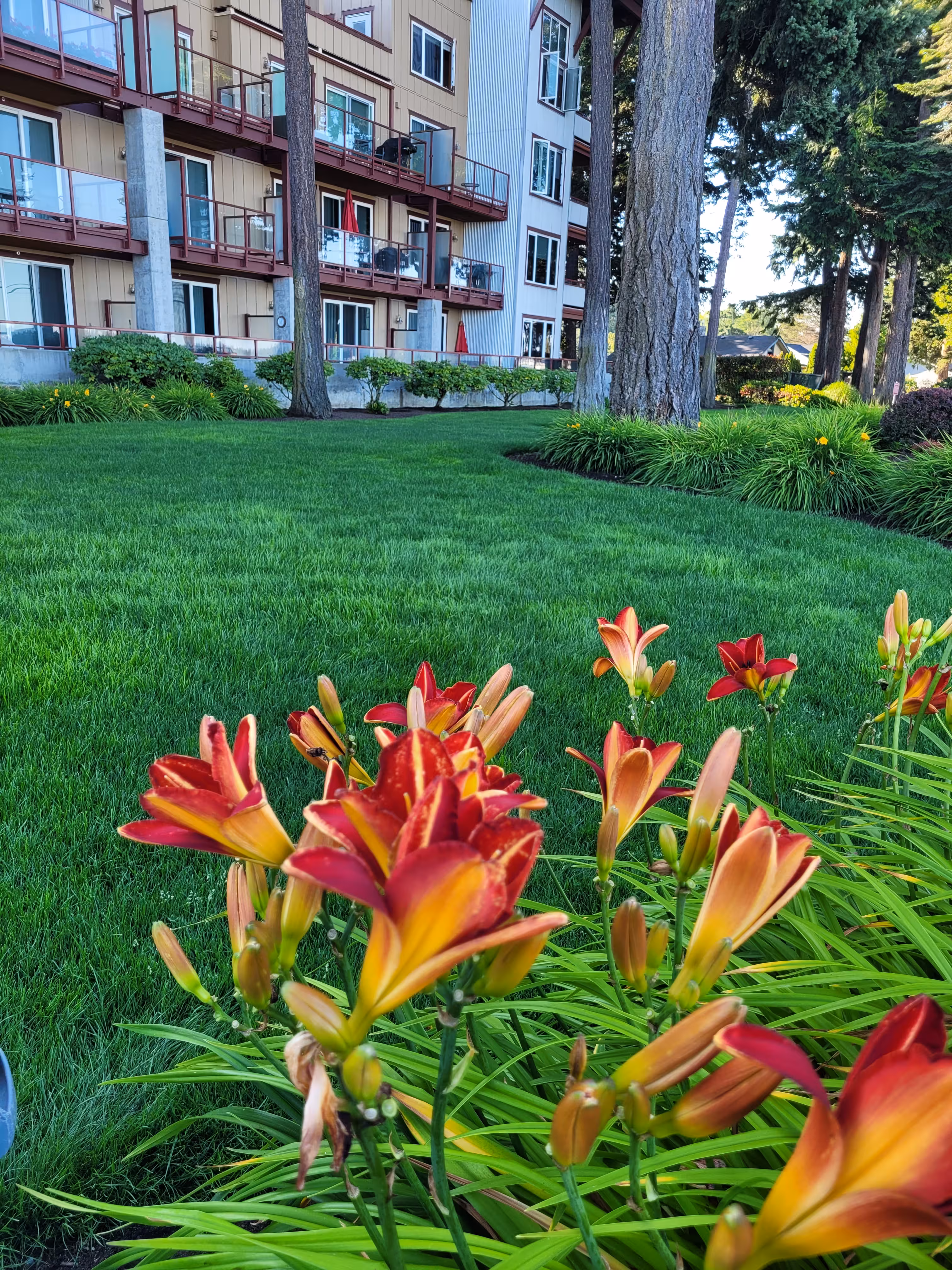 Flowers in front of a manicured lawn